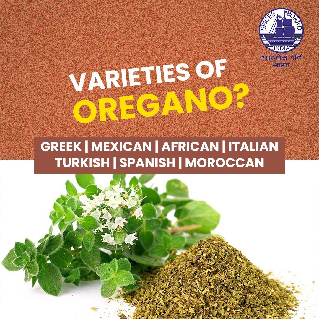 Exploring the world of oregano @doc_goi #spicesboard #oregano #incrediblespicesofindia