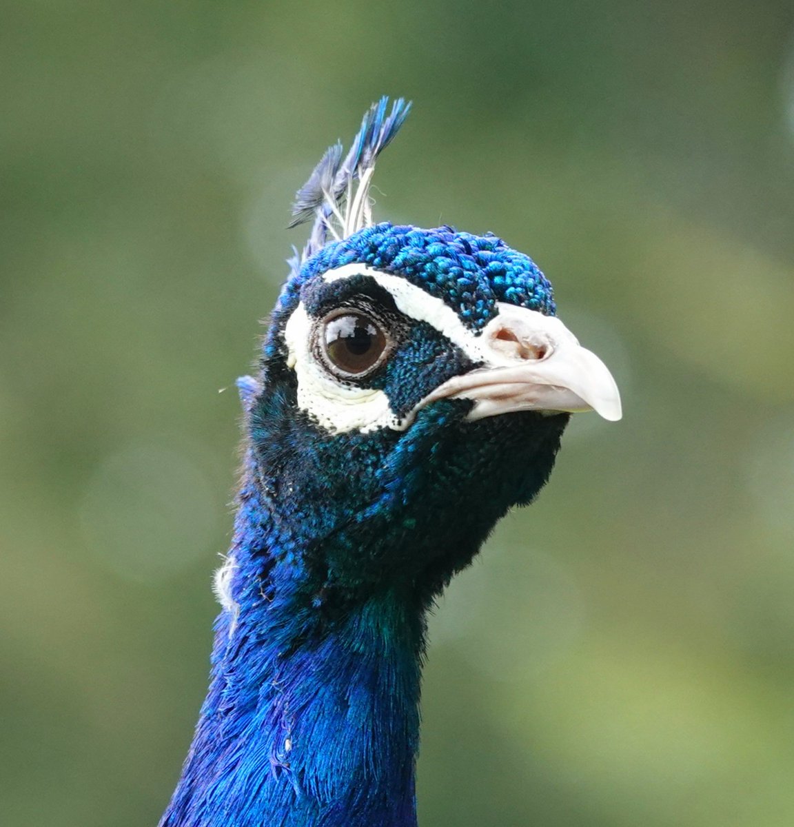 By the way 'Tim the peacock' is looking at me, I think his wiflets are nesting!
Peahens lay 5 to 7 eggs every other day, usually in the evening. These will hatch in around 28 days. 'Tim' stays vigilant throughout this vulnerable period.
Conservation@Althorp.com #Spencerestates