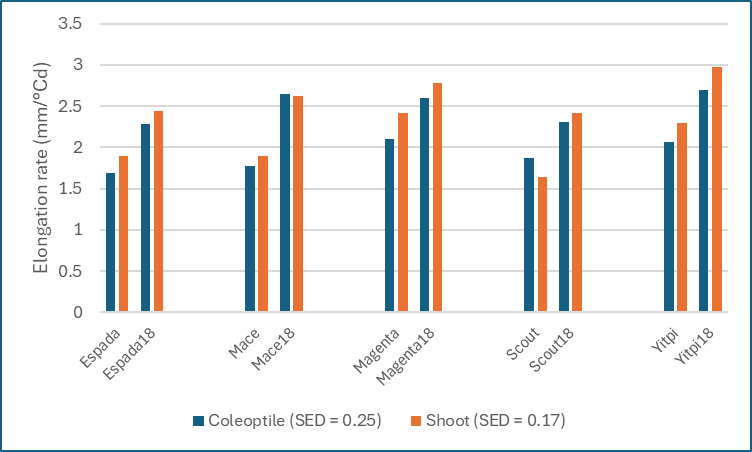 Greater shoot lengths in the field for Mace18 and Magenta18 reflects the greater coleoptile and shoot elongation rates of these wheats (measured under controlled environment conditions) @theGRDC @CSIRO #longcoleoptilewheat