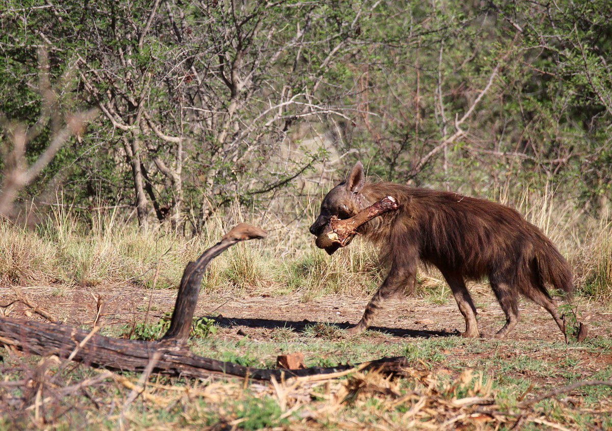 ..
🥁 🙌🏼 Just because it’s:

“International Hyena Day.”

A day dedicated to raising the profile and understanding of these much misunderstood animals; with images of a Spotted and a Brown Hyena (plus Cape Buffalo leg.)

📸 My own.
🇿🇦 #MadikweGameReserve
🤎 #InternationalHyenaDay