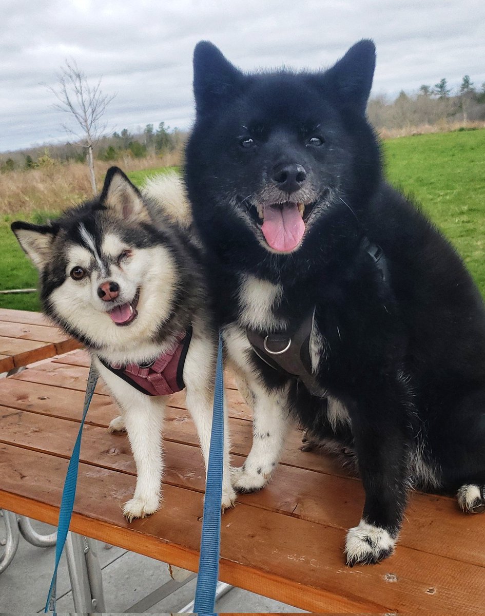 We had lots of sunshine this week...now we just need some warmth! 🌞🐾❤🐕🐶🌞 #posingpups #weekendvibes #happydogs #walkinthedoginwhitby #walkinthedog