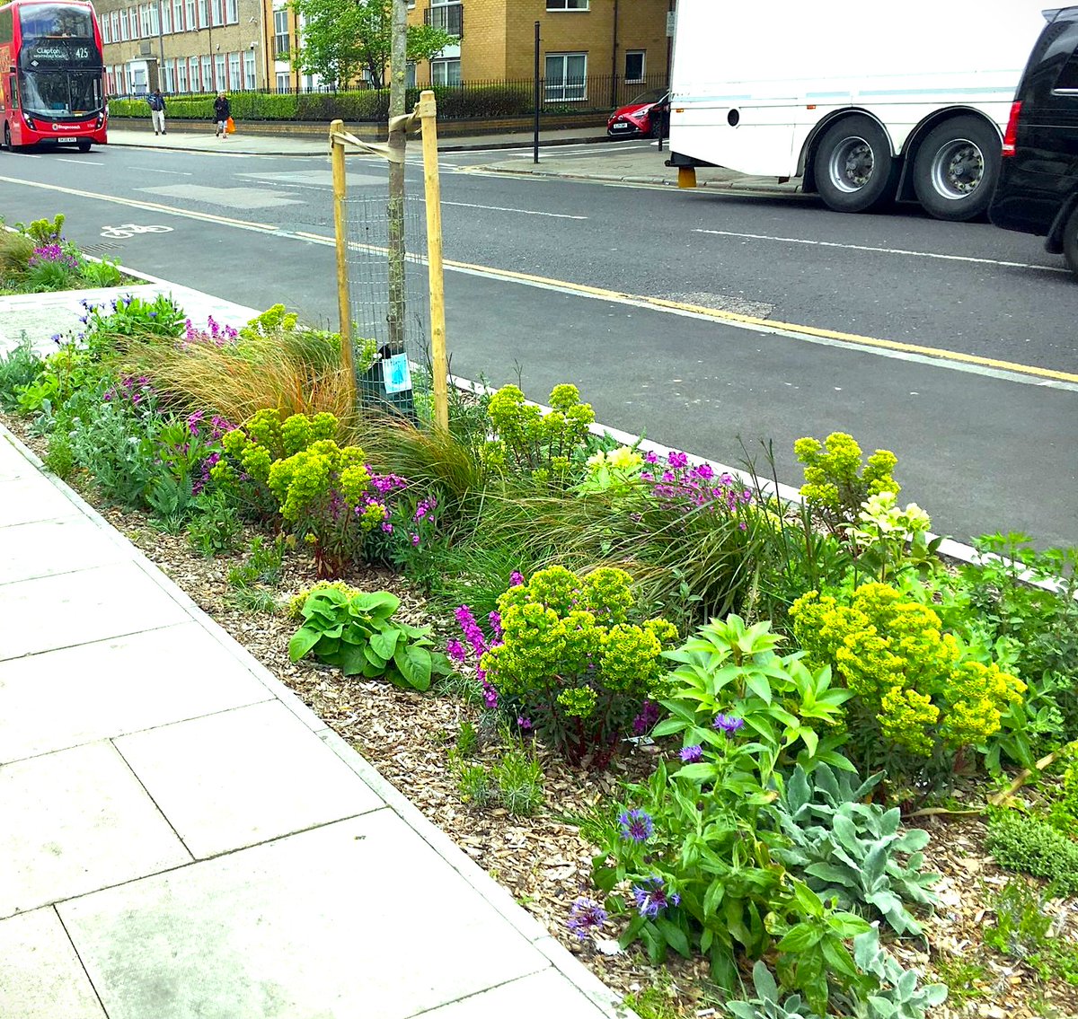 Not just a pretty space: as well as reducing water flow into drains &, thereby, sewage discharge, SuDS can reduce flood risk, road runoff, improve urban cooling. This one includes larval foodplants for butterflies & moths, nectar for bees, hoverflies & ladybirds.