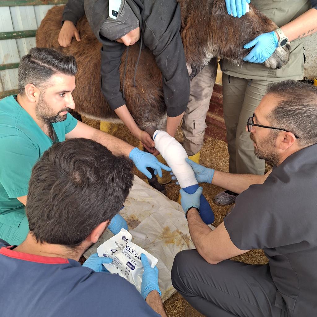 Dünya Veteriner Hekimler Günü Kutlu Olsun! En kıymetlilerimizi hayata bağlayan Sağlıklarını korumak için yeri gelip kendi sağlıklarını tehlikeye sokan Can dostlarımızı, evlatlarımızı emanet ettiğimiz tüm veteriner hekimlerin gününü kutlarız. #dünyaveterinerhekimlergünü