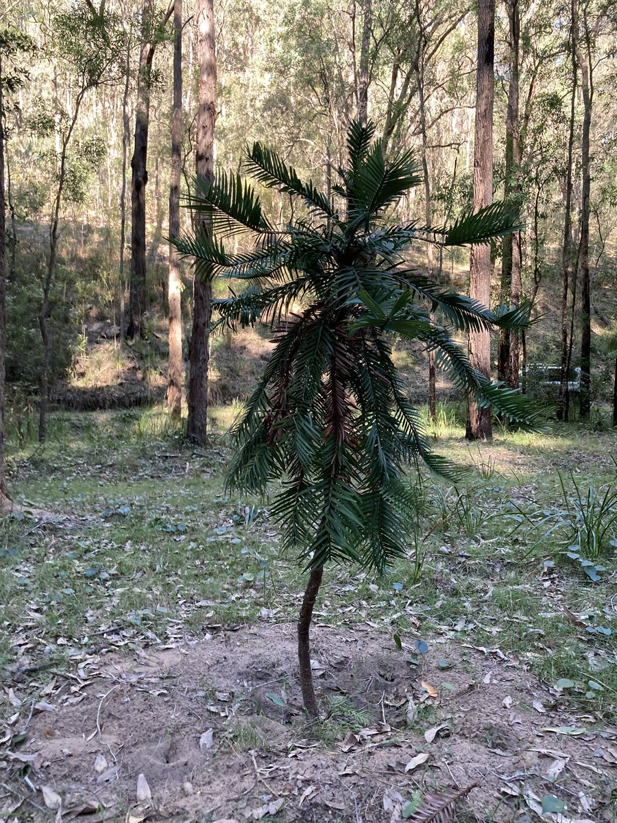 Return to country…💚the #WollemiPine (Wollemia nobilis)  I gave mum in 2006  is well travelled 🫶🪴 A decade in #Duffy ❄️ #Canberra then 🏙️🚙 #Glebe #Sydney  & now pot free near prehistoric siblings #CentralCoast #NSW #breathe #thrive #survive #Araucariaceae #Wollemia #NotAPine