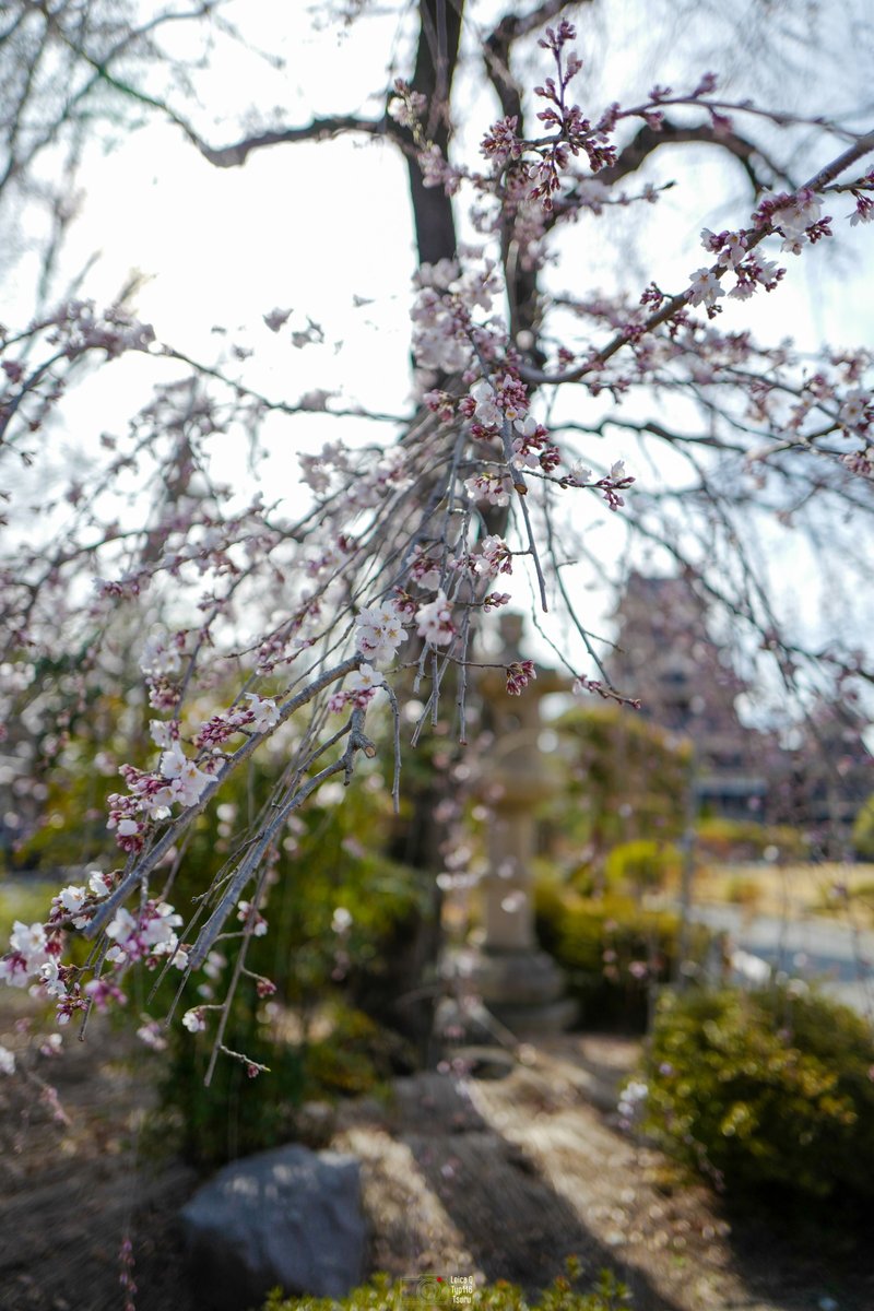 Leica_Q_Tsuru tweet picture