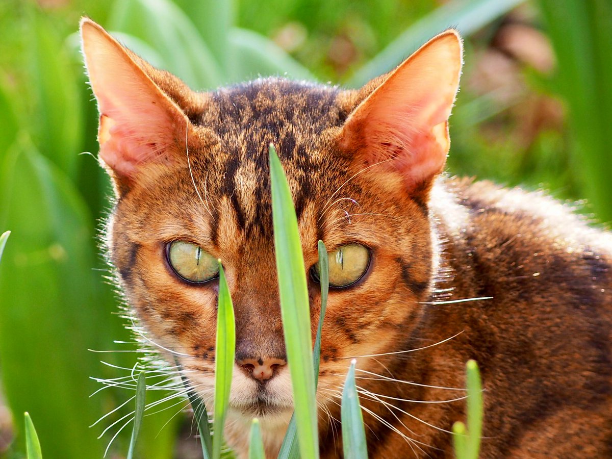 Thinks I can’t see him 👀 😁#Caturday #CatsofTwittter #cats #teambengal