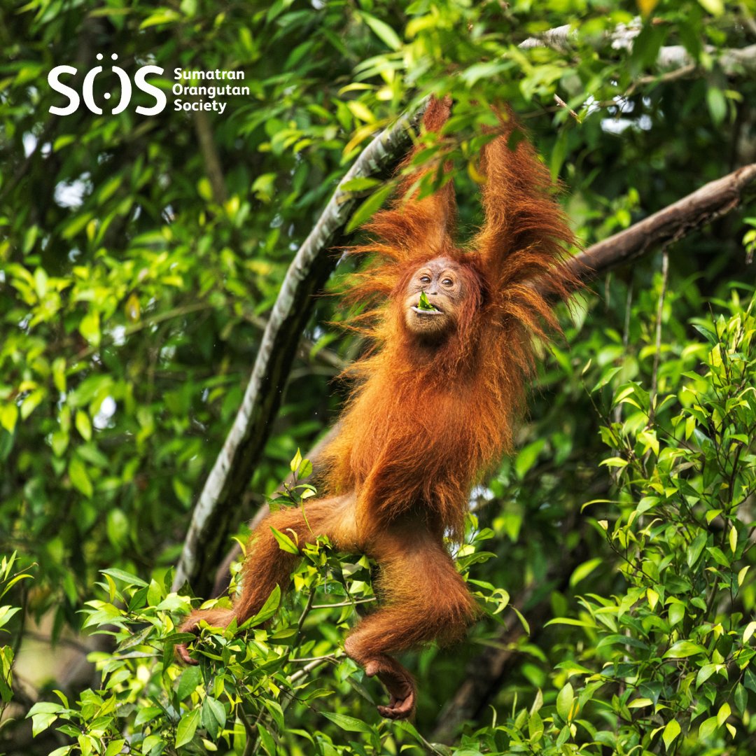 Orangutans, living wild, in their rainforest homes 😍 It's what we love to see, and it's what SOS, our frontline partners, and YOU, our supporters, are protecting 🦧💚🌳