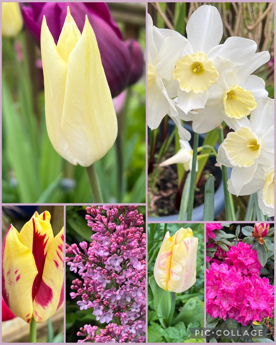 Plenty of #tulips and late #daffodils filling the garden, just the sunshine missing now! Have a lovely day everyone! 💛💜🩷🌸 #SixOnSaturday #mygarden #Spring2024 #SaturdayThoughts #GardeningX