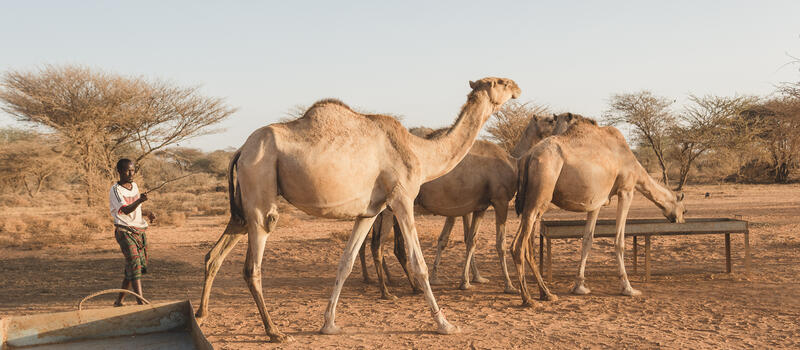 📍Somalia Has One of the World’s Largest Camel Herds

No, the UAE or the Kingdom of Saudi Arabia do not have the most number of camels in the world. Somalia takes precedence with the biggest herd of over 6 million camels