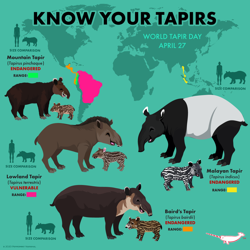 🌿Happy #WorldTapirDay! Today, we celebrate these gentle giants and the vital role they play in maintaining biodiversity. Let's also recognize the importance of #ProtectedAreas in safeguarding tapir habitats and ensuring their long-term survival. 🌎💚 #Conservation #Wildlife