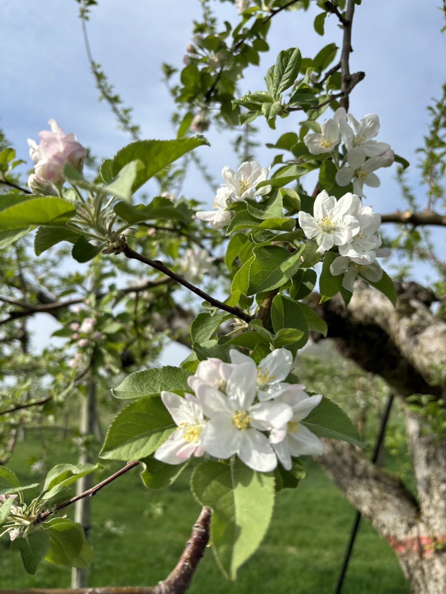 横手市真人公園方面をウォーキング🚶
桜は散っていますが、リンゴの花がキレイです🌸
#ウォーキング　#真人公園