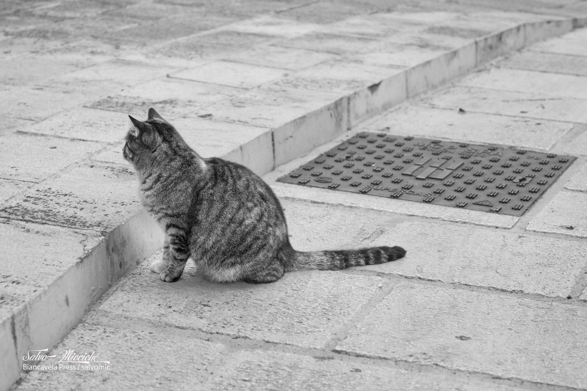 salvomic's tweet photo. Il custode dei tombini
#verotography #podium #pictas #snap #fotomasters #masterpix #flipboard #flipboardUserGroup #fediart #fediphotos #leicacamera #fedicats #catsofastodon #caturday #cats #pets #chats #gatti #qitt https://t.co/hQe3hrRSUJ