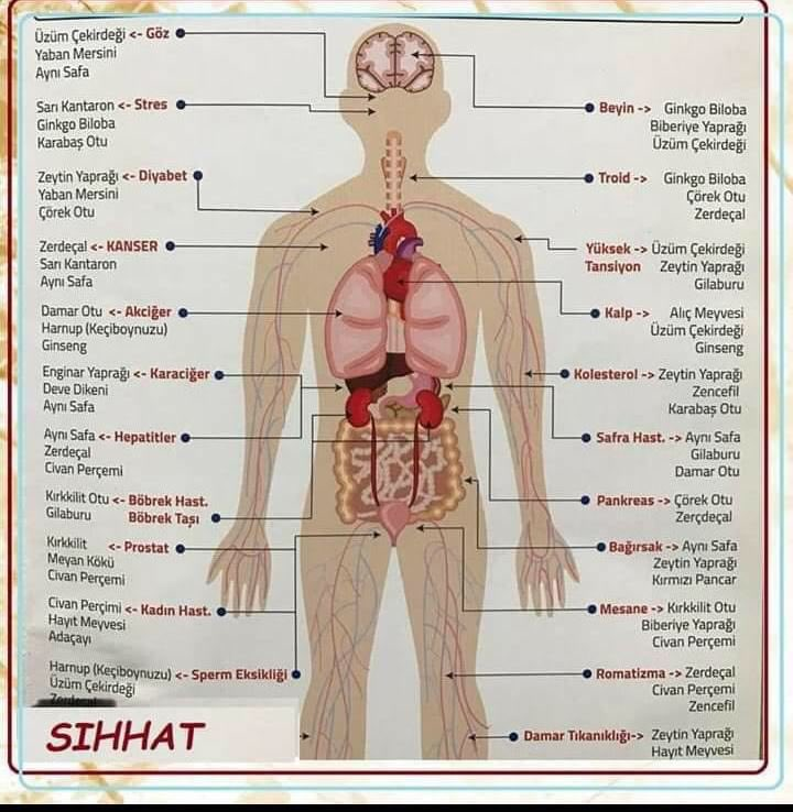 VÜCUDUMUZDAKİ HASTALIKLARA İYİ GELİCEK GIDALAR