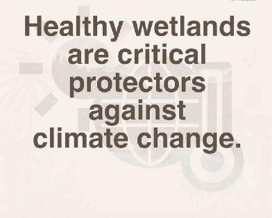 Let's love and protect nature. It's all our responsibility to preserve the wetlands. #ActionforNature. #SDG13.