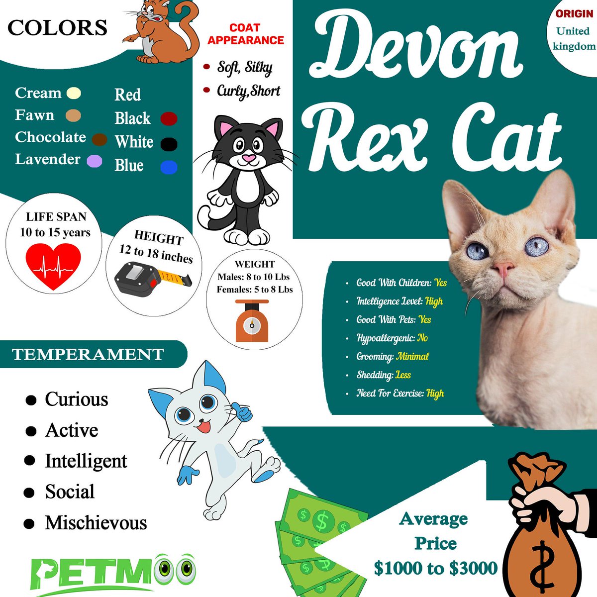 Devon Rex Cat Infographic
#petmoo #pets #cats #catbreeds #devonrexcatinfographic