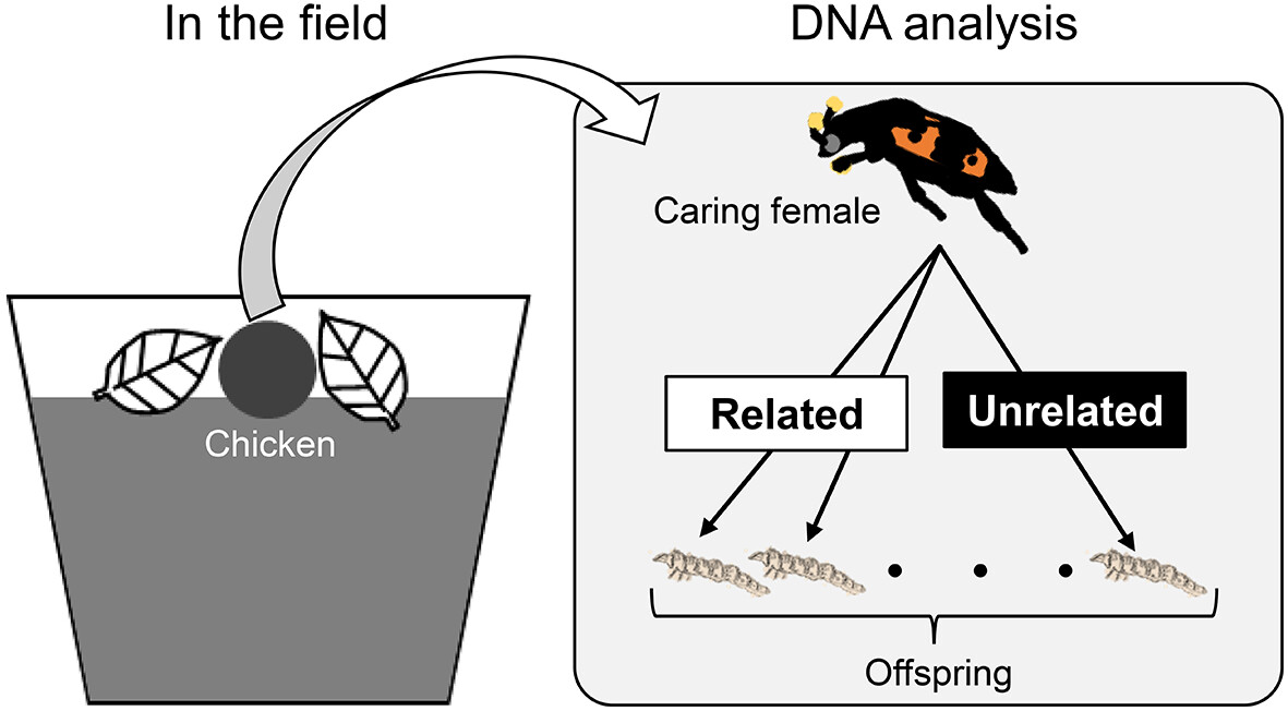 Detection of extra-pair maternity in a #CarrionBeetle under natural conditions: doi.org/10.1111/een.13… #Nicrophorus #microsatelliteDNA