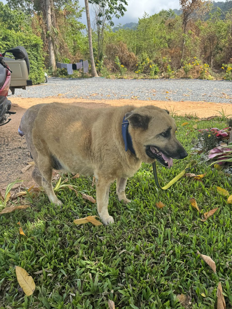 Sometimes (not always) dogs know when you are helping them. Pablo knows today. He feels different and now knows what the humans were doing. I’d love to just be inside his head today and feeling how he does. He must be so relieved 🥰🙏 (5/5)