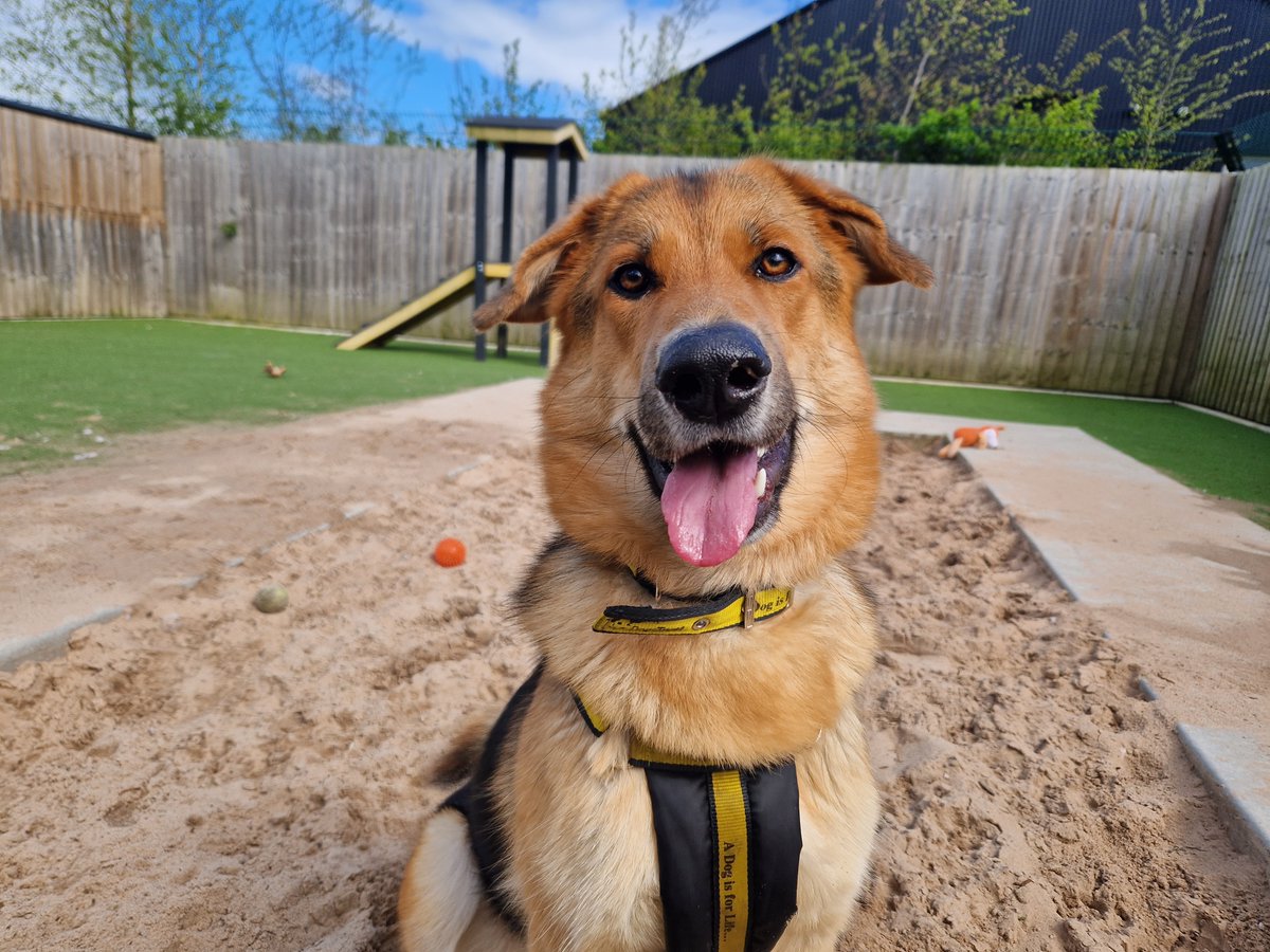 Polly is here to wish everyone a happy Saturday 🤗 dogstrust.org.uk/rehoming/dogs/… @DogsTrust #DogsTrust #DogsTrustDarlington #Rescue #AdoptDontShop #SaturdayVibes #PrettyPolly #Darlington