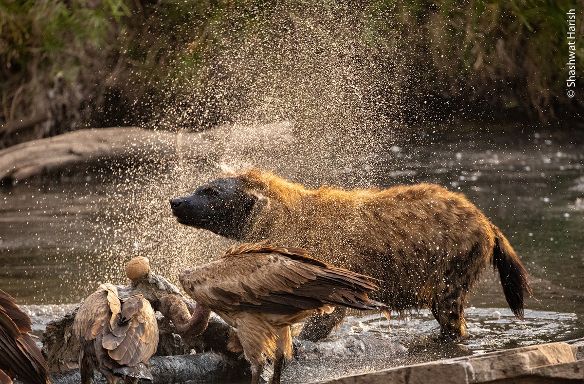 Wildlife Photographer of the Year tweet media