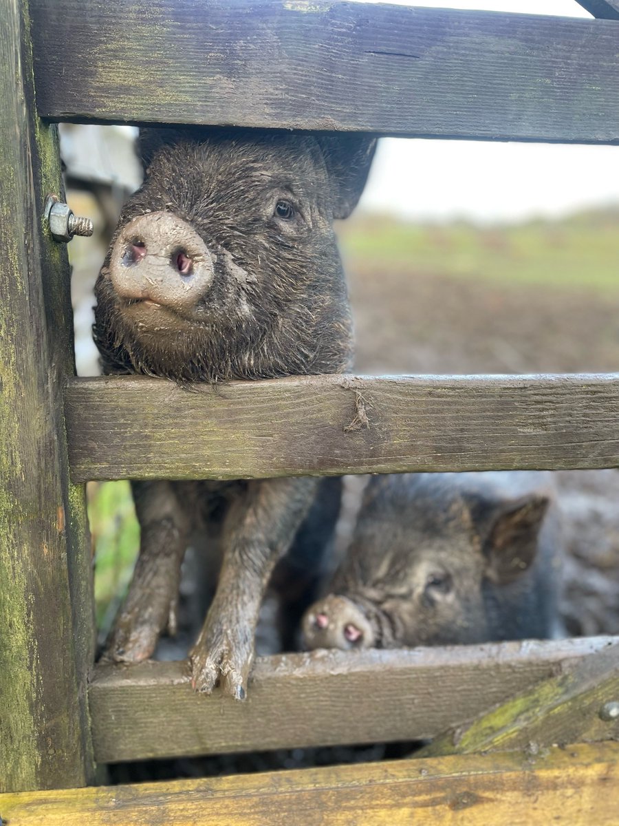 Love this picture of little Truffle from early last year 🐽 

#Piggies #Pigs #Cute #ClyneFarmCentre #SelfCatering #Swansea #Wales #Staycation #VisitWales #Mumbles #Gower #FamilyRunBusiness #BookDirect #SwanseaBay