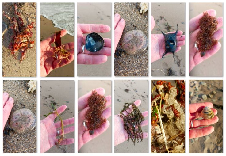 A 30 minute Big Beach Biodiversity Survey at Ballyheigue Beach in Kerry yesterday produced 30 species. How many species can you find on your local shore? exploreyourshore.ie/surveys/the-bi…