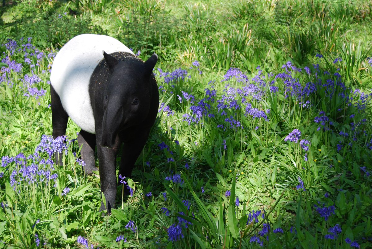 Happy World Tapir Day, everyone! May all your ungulates be odd-toed. #WorldTapirDay