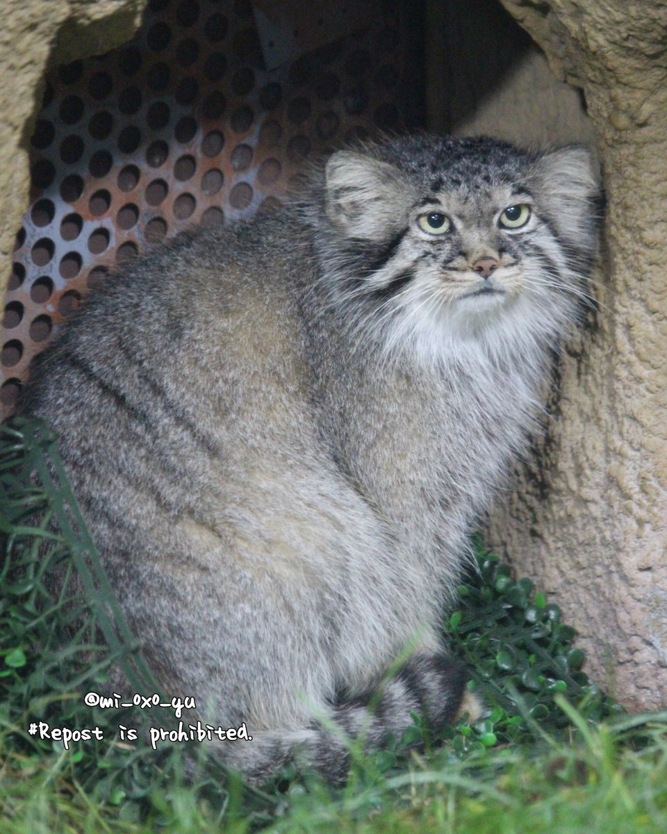 #毎日マヌルネコ 

#那須どうぶつ王国 #マヌルネコ #ポリー 
#otocolobusmanul #pallascat #manul #манул