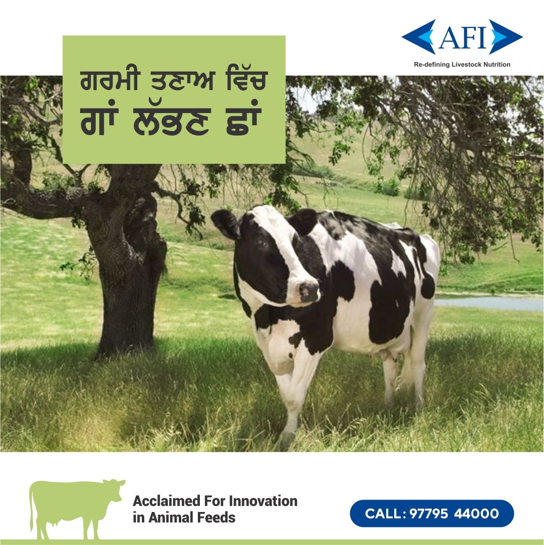 The animal moves to shade. For more information, Call - 9779544000 #HeatStress #Dairy #Feed #AnimalFeed #AnimalHealth #MilkProduction #AnimalNutrition #Farming #IndianDairyFarmer #DairyIndustry #DairyFarmer #DairyFarming #Agriculture #MakingAnImpact #SustainableAgriculture