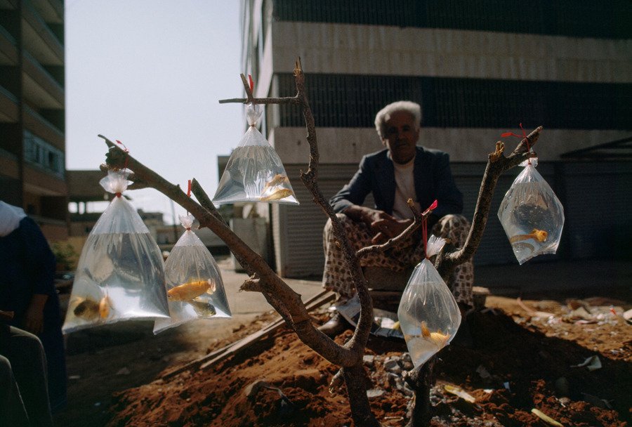 A man sells goldfish in baggies tied to a tree branch in Beirut, Lebanon, February 1983. 🇱🇧

📷: W. E. Garrett | National Geographic