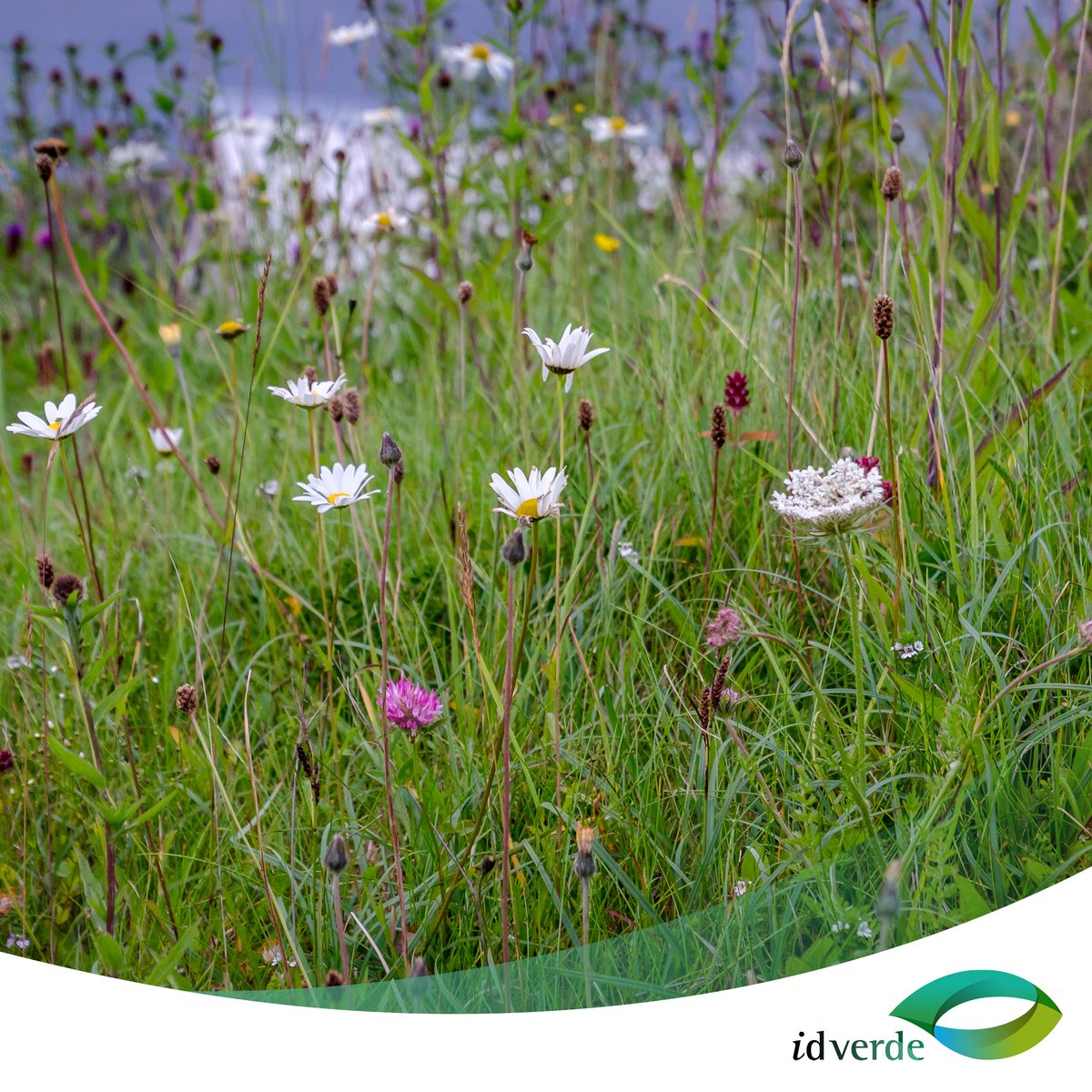 Join us in supporting #NoMowMay this May with @love_plants! Let your grass grow wild & provide habitats for pollinators & wildlife. idverde is proud to promote sustainable landscaping practices boosting biodiversity. Learn how we are getting involved here: idverde.co.uk/blogs/idverde-…