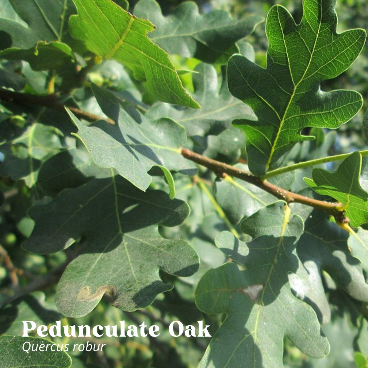 Britain boasts two native oak species: Sessile Oak & Pedunculate Oak.🌳 Their subtle differences, like leaf attachment, help with ID. Sessile Oak leaves have an obvious stem, but Pedunculate Oak leaves have little to no stem.🍃 Learn more about #trees 👉 ow.ly/NV5E50RpcZy