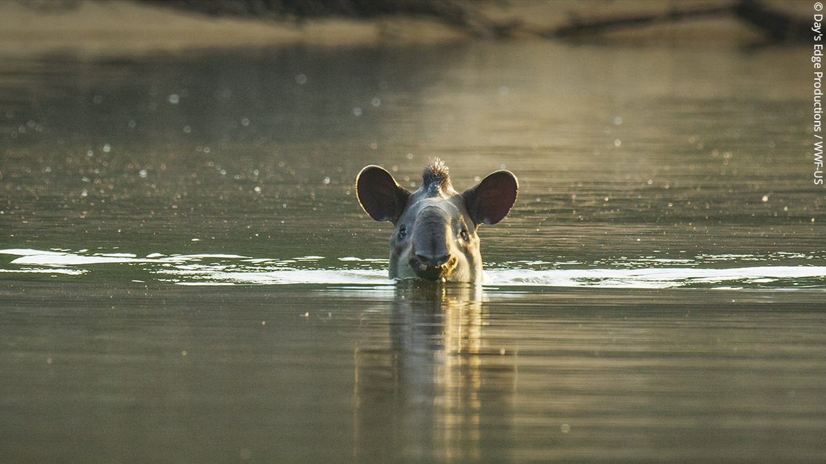 Tapir fun fact of the day – when swimming, tapirs use their nose as a snorkel!  

#WorldTapirDay