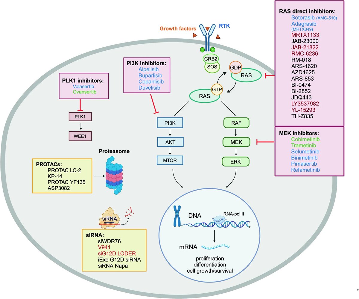 #RAS mutations in myeloid malignancies: revisiting old questions with novel insights and therapeutic perspectives
nature.com/articles/s4140…
#MDSsm #MPNsm #CMML #leusm #Resistance