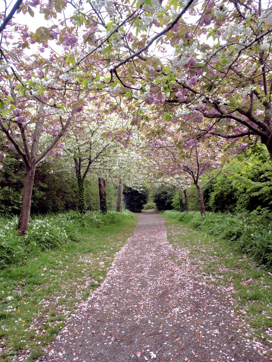 The Cherry and White Blossoms at Deerpark, Howth - a beautiful boulevard from nature ❤️

@HowthTidyTowns @VisitDublin @LovinDublin @DublinLive @discoverirl @LoveFingalDub @thejournal_ie @IrelandB4UDie @AimsirTG4 @earthandclouds @ThePhotoHour