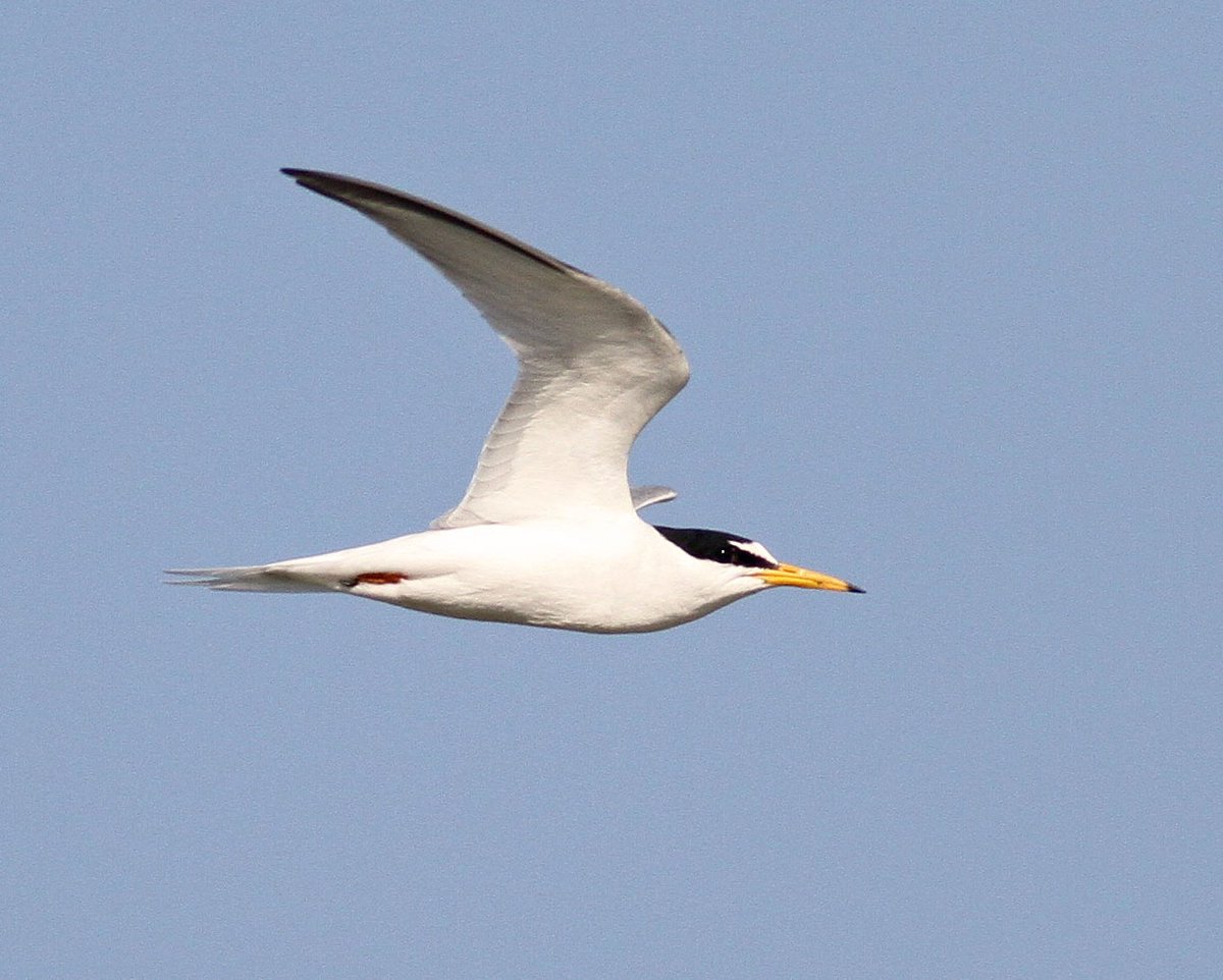 Terug van weggeweest; de dwergstern(s)
Gisteren een mooi aantal (50+!) op de Kop van de #Slufter
Altijd weer spannend of ze een beetje succes hebben dit jaar. 
#Texel