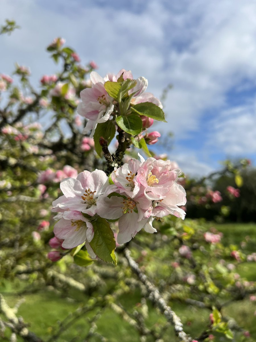 Blossoming blooming within Cotehele’s old orchard #FestivalOfBlossom