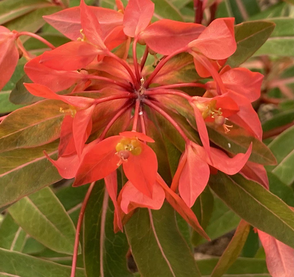 After such a fantastic day yesterday..discovered two amazing private gardens that have never opened! I returned home to discover that my garden has exploded into red…