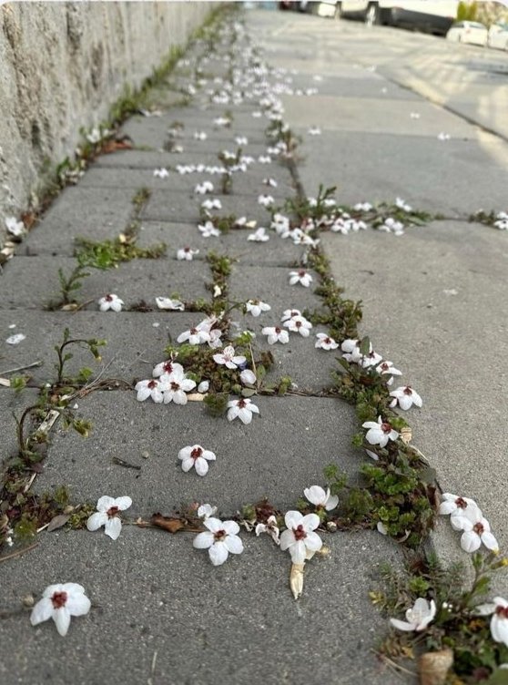 Buradan geçmişsin..