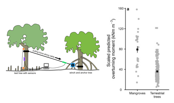 Mangrove trees are really strong - see the evidence in Jack Hill's new paper authors.elsevier.com/sd/article/S09…
