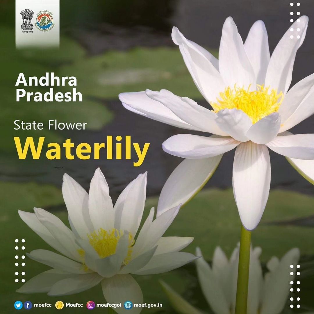 Andhra Pradesh -State Flower Waterlily @moefcc