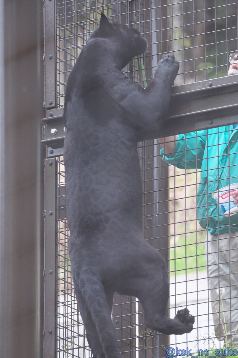 飼育員さんからお肉を貰うマヤ。しっかり関係を築けているようです😊
📷2024.4/27
#東山動物園 #ジャガー #マヤ