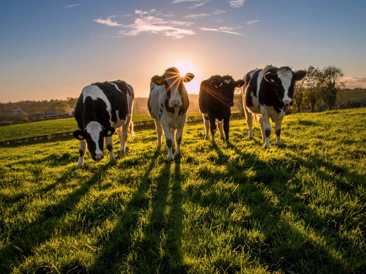 ¿Van a acabar los eructos 💨 de las vacas con el planeta? ¿Es útil dejar de comer carne y beber leche? ¿La ganadería intensiva emite más metano que la extensiva? Todo lo que que te han contado mal en este #abrohilo 🪡 +