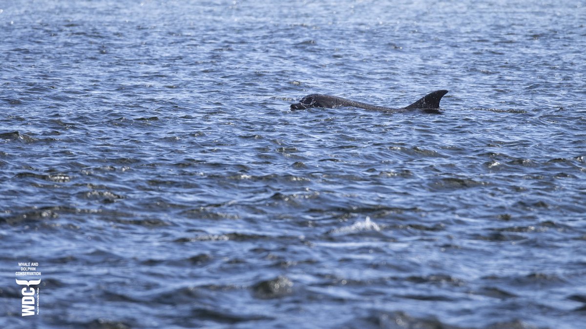 It was brilliant to see adopt a dolphin star 'Indigo' for the first time this season on Thursday, socialising with Porridge and Bonnie and her youngster before cruising off into the distance 😍 Adopt this bonkers young lad here... uk.whales.org/support/adopt/…