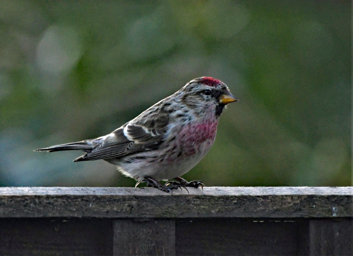 I'm delighted #Redpolls are still coming to our feeders! #TwitterNatureCommunity