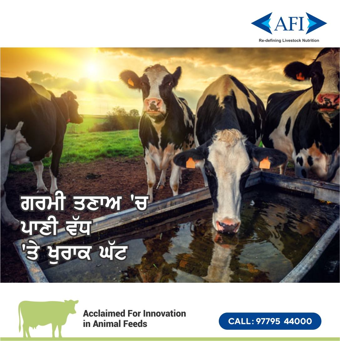 ਪਾਣੀ ਦੀ ਮਾਤਰਾ ਨੂੰ ਵਧਾਉਂਦੇ ਸਮੇਂ ਖੁਰਾਕ ਦਾ ਸੇਵਨ ਘੱਟ ਹੋਣ|

ਵਧੇਰੀ ਜਾਣਕਾਰੀ ਲਈ ਕਾੱਲ ਕਰੋ: 9779544000

#HeatStress #Dairy #Feed #AnimalFeed #AnimalHealth #MilkProduction #AnimalNutrition #Farming #IndianDairyFarmer #DairyIndustry #DairyFarmer #DairyFarming #Agriculture #MakingAnImpact