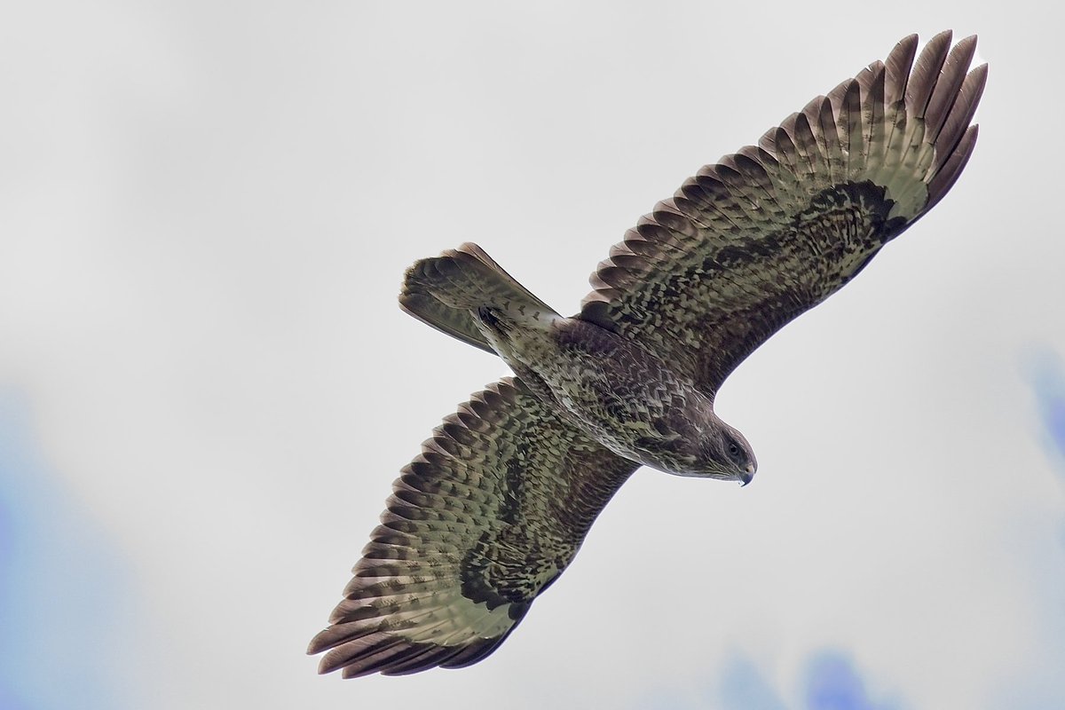 Buzzard keeping an eye on me along the Churnet Valley yesterday #birds #birdphotography #wildlifephotography #naturephotography