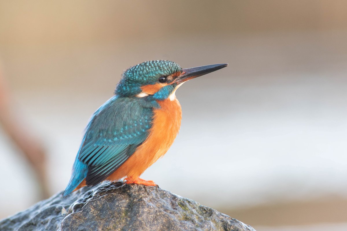 I've got my last River Wye walk this weekend if you want to book on learn some photo tips, see some amazing wildlife and a bit of river dipping to see some very interesting critters its your last chance to book! naturetrek.co.uk/tours/the-peak… @naturetrektours