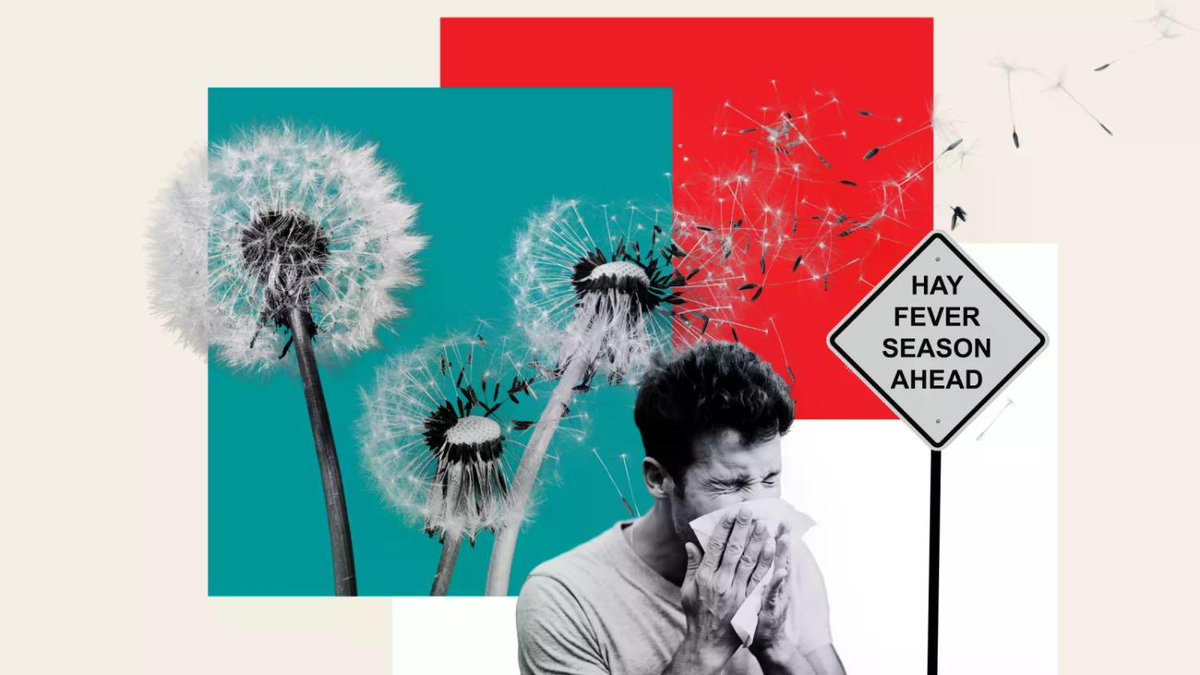 Hay fever alert as allergist warns of 'pollen storm' newsweek.com/hay-fever-aler…
