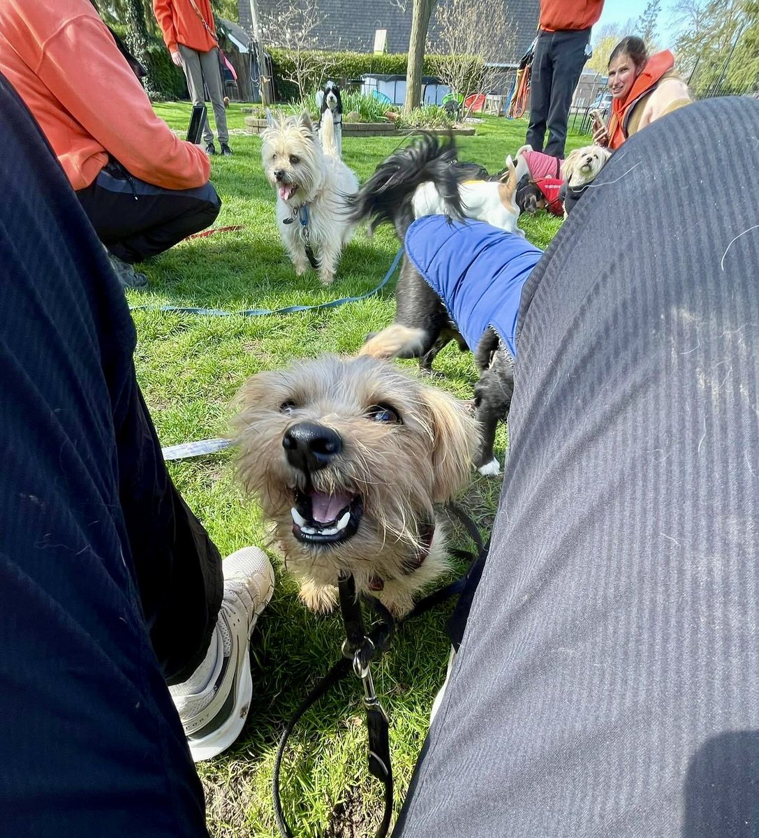 Me in de middle of de action at break time for #StratfordDogWalkers Today all de zombies ran away to Kitchener! He he! We is dat good! #ZSHQ #TheRuffRiderz
