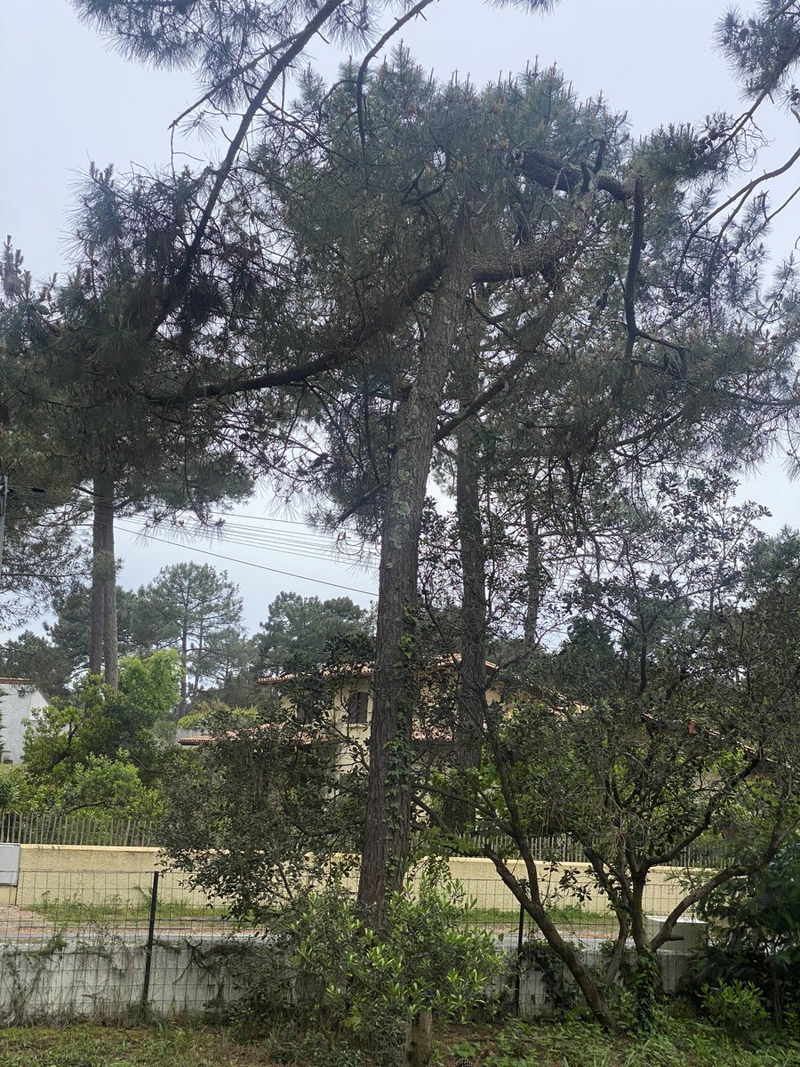 Cédric Gil-Jardiné tweet media